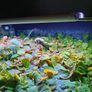Premium Red Root Floaters & Frogbit Image 7