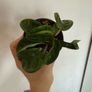 Houseplant Hoya Krinkle 8 Image 3