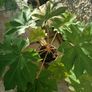 Large Garden Plant bundle 28+ plants Image 7