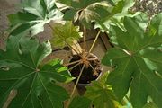 Large tetrapanax