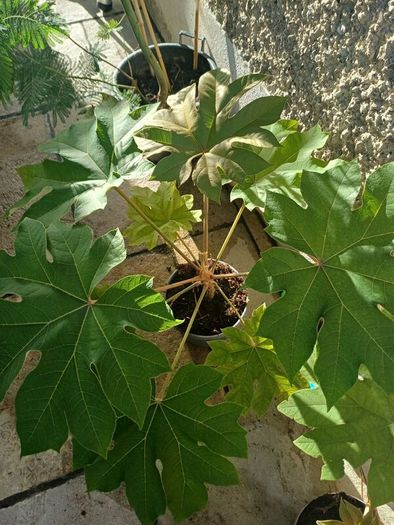 Large tetrapanax