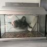 Fish Tank with Aquarium Light Image 2