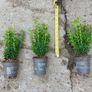 Box Hedging Image 10