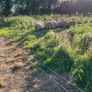 Lambs Image 2