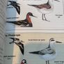 Pocket Guide to the Common Birds of Ireland Image 9