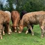 12 400kg 2025 born heifer off fresh tb test Image 7