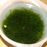 Aquarium plants Image 6