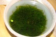 Aquarium plants