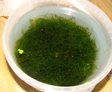 Aquarium plants