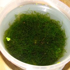 Aquarium plants