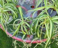 Spider Plants