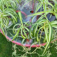 Spider Plants