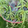 Spider Plant's Image 3
