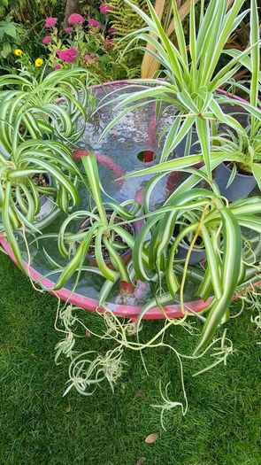 Spider Plant's