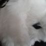 New white fur hat tag attached Image 5