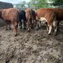 Cattle Image 6