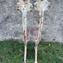 Pair of Victorian cast iron bench ends Image 5