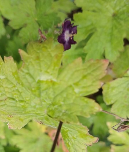 2 Flower plants