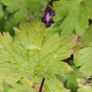 2 Flower plants Image 2