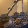 pet adoption .American Cichlids Image 2
