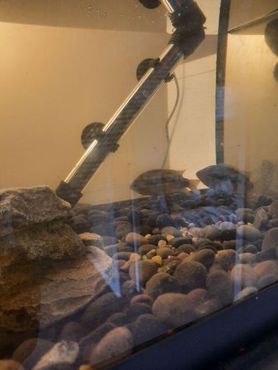 pet adoption .American Cichlids