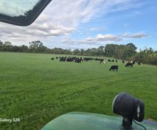 Weanling