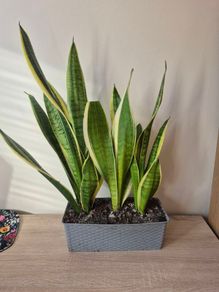 Snake Plants