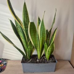 Snake Plants
