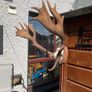 Deer Image 5