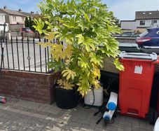 Healthy plant