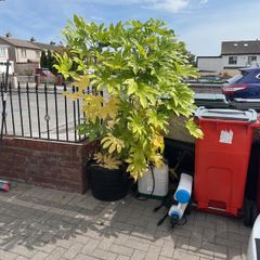 Healthy plant