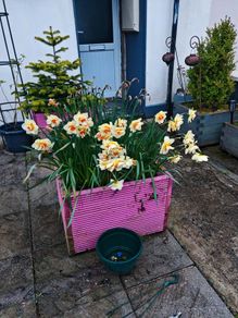 plants