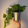 artificial plant vase (x2) Image 4