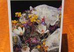 Greetings Card Alpine Plants