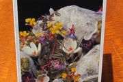 Greetings Card Alpine Plants