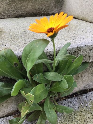 Euro3 for 250+ assorted Marigold seeds