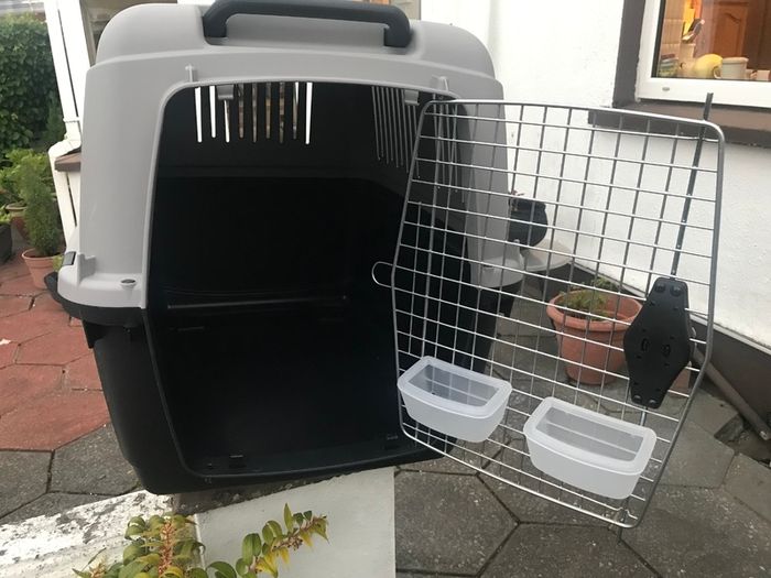 Domestic pet Bracco transport 5