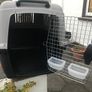 Domestic pet Bracco transport 5 Image 3