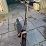 Segway GT2P flagship electric e-scooter Image 10