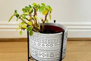 Peperomia Plant with Decorative Pot and Stand