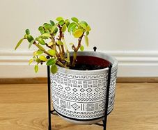 Peperomia Plant with Decorative Pot and Stand