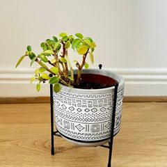 Peperomia Plant with Decorative Pot and Stand
