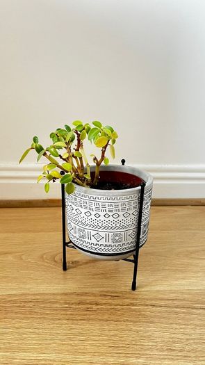 Peperomia Plant with Decorative Pot and Stand
