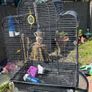2 big bird cages and 1 small 30each 10 for small one Image 2