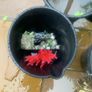 fish tank Image 3