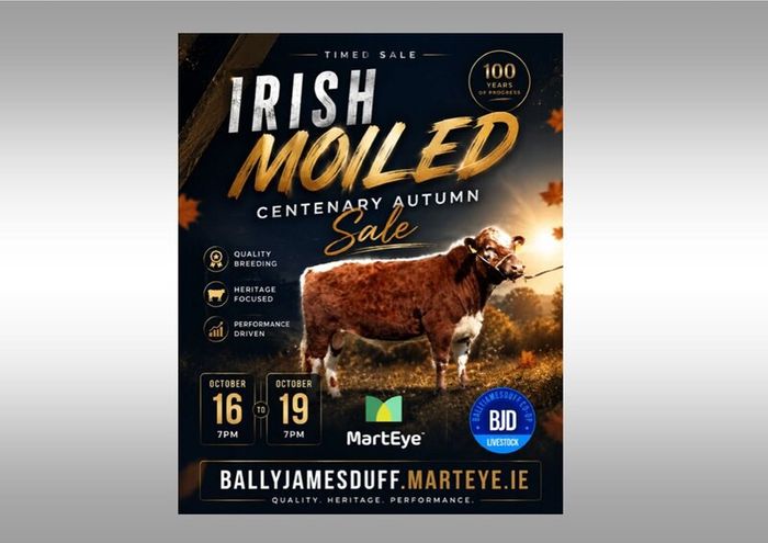 Pedigree Irish Moiled Online Timed Auction