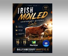 Pedigree Irish Moiled Online Timed Auction