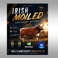 Pedigree Irish Moiled Online Timed Auction