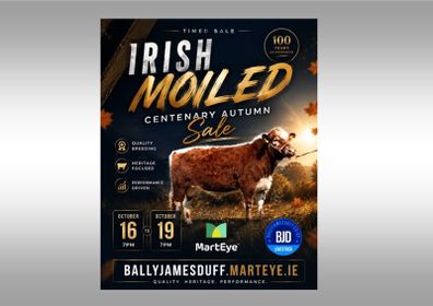 Pedigree Irish Moiled Online Timed Auction
