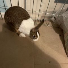 mabel and winston need gone asap